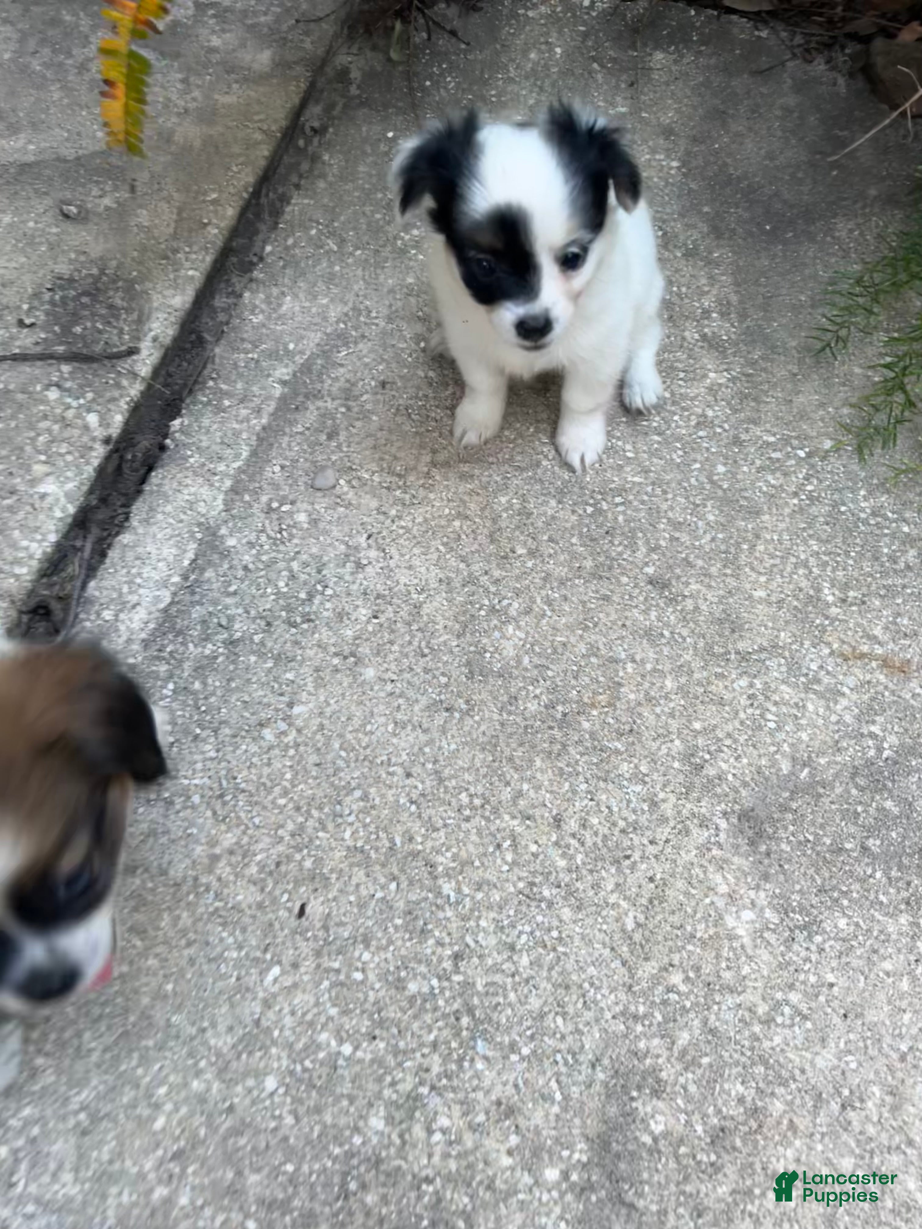 Mixed Breed dogs Mixed Breed 4 - Ad 11