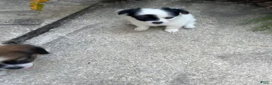 Mixed Breed 4