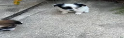 Mixed Breed dogs for sale: Mixed Breed 4 - Ad 1