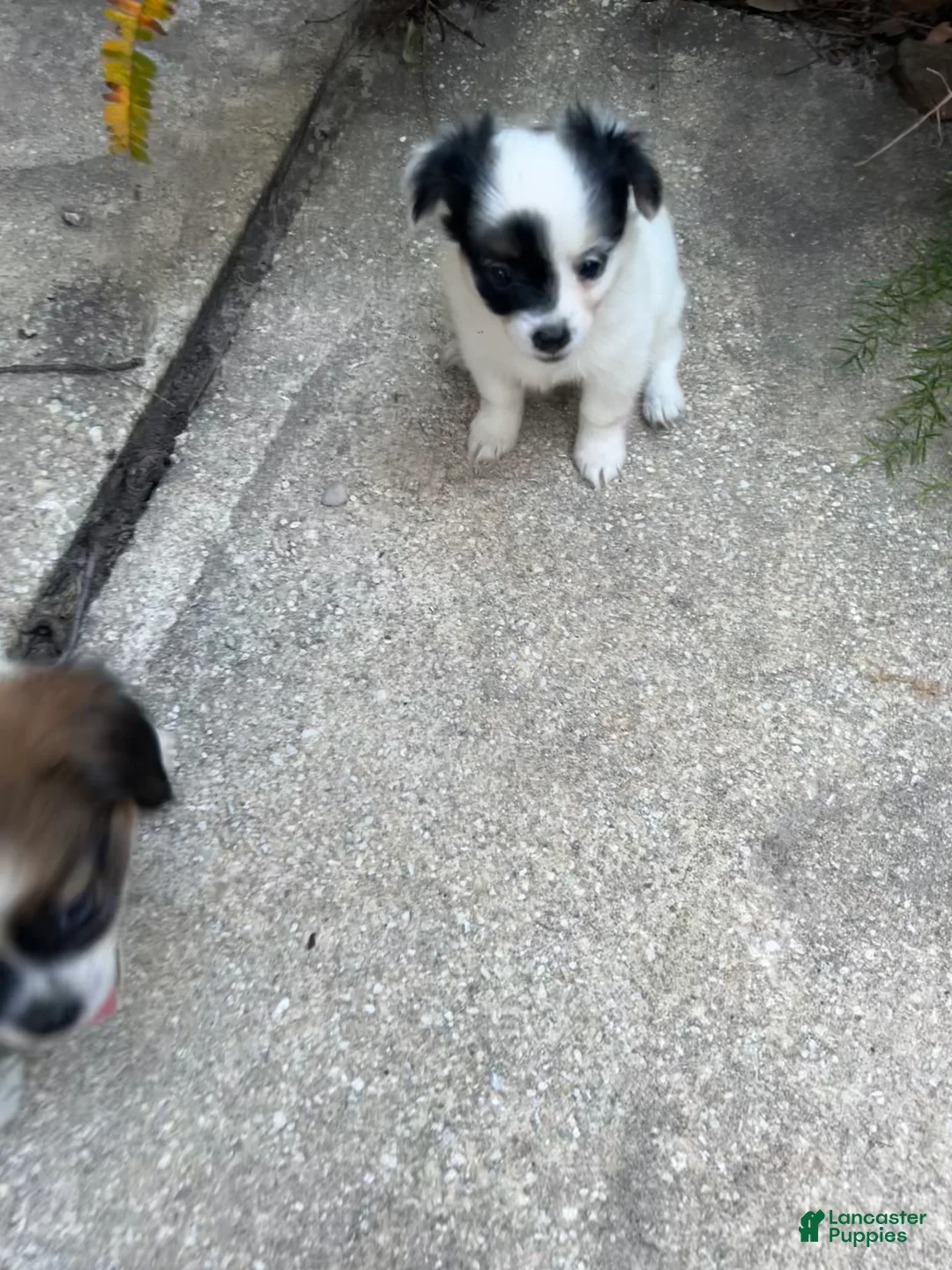 Mixed Breed dogs for sale: Mixed Breed 4 - Ad 1