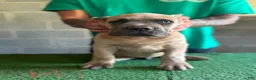 Cane Corso dogs for sale: Spinach  - Ad 2