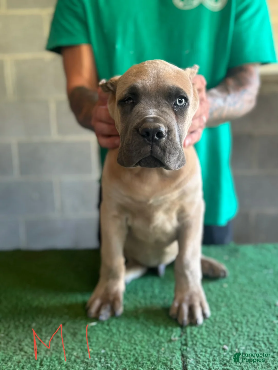 Cane Corso dogs for sale: Spinach  - Ad 2
