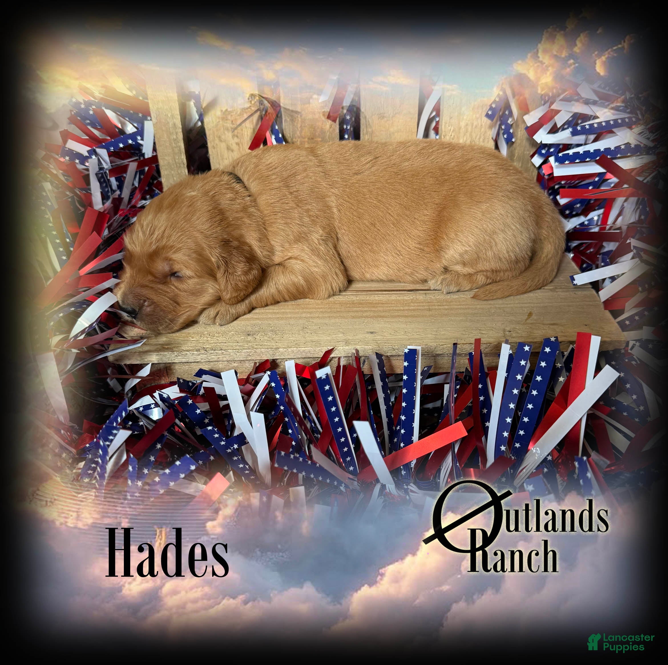 Golden Retriever dogs Hades~Black Collar - Ad 2