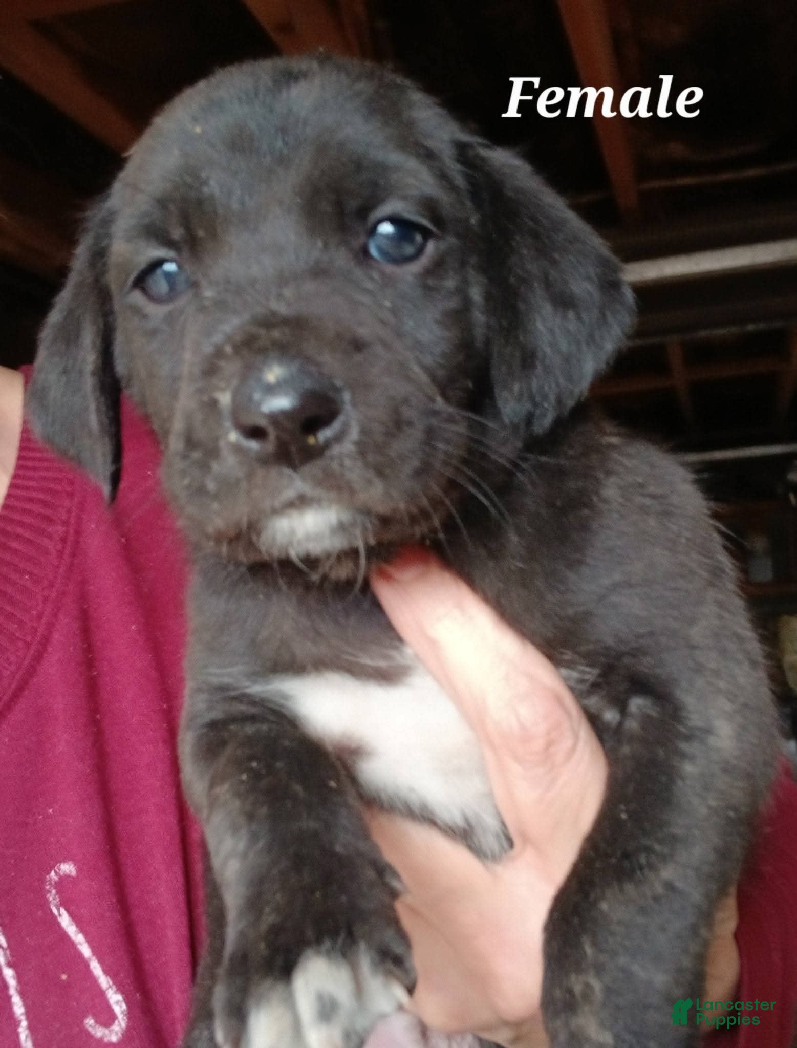 Mountain Cur dogs Mountain Cur Puppy 3 - Ad 5