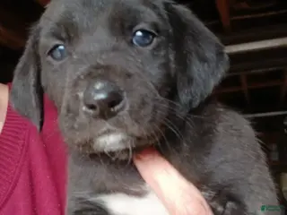 Mountain Cur dogs Mountain Cur Puppy 3 - Ad 5