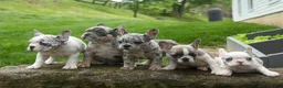 French Bulldog dogs for sale: Amelia (Merle & White) 💙🤍 - Ad 23