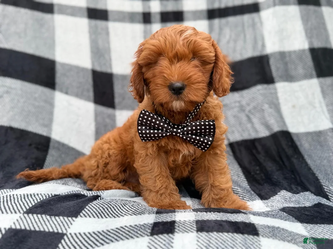 Cavapoo dogs for sale: Benny - Ad 1
