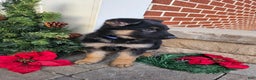 German Shepherd dogs for sale: Chance - Ad 2
