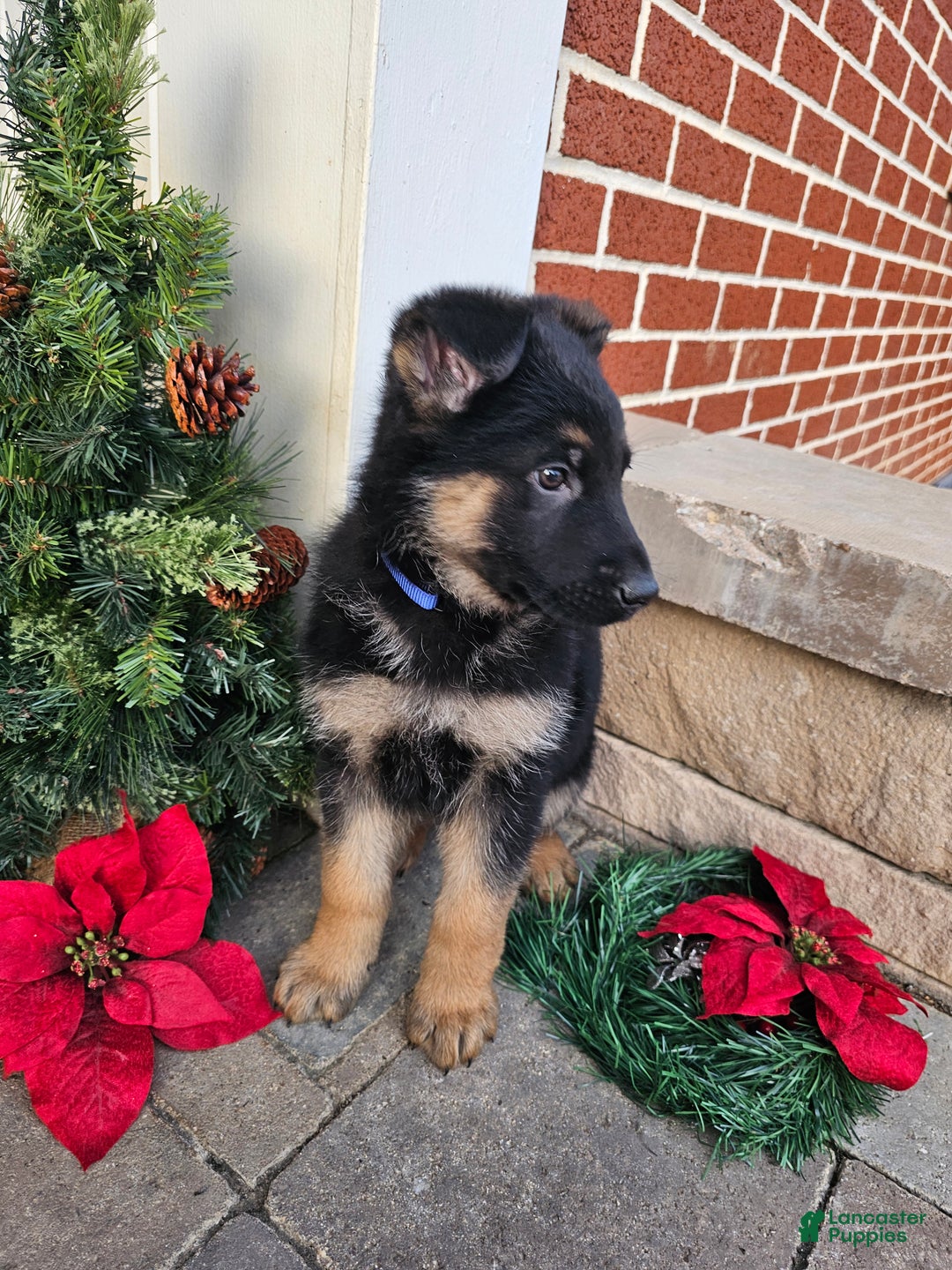 German Shepherd dogs for sale: Chance - Ad 2
