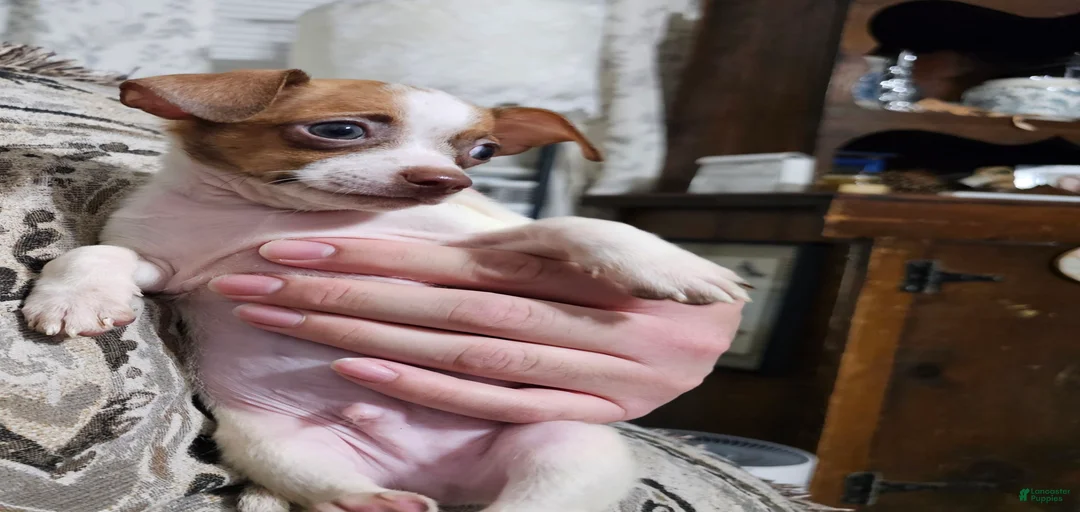 Gallery Image {{count}}