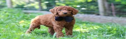 Standard Poodle dogs for sale: Scooter AKC - Ad 5