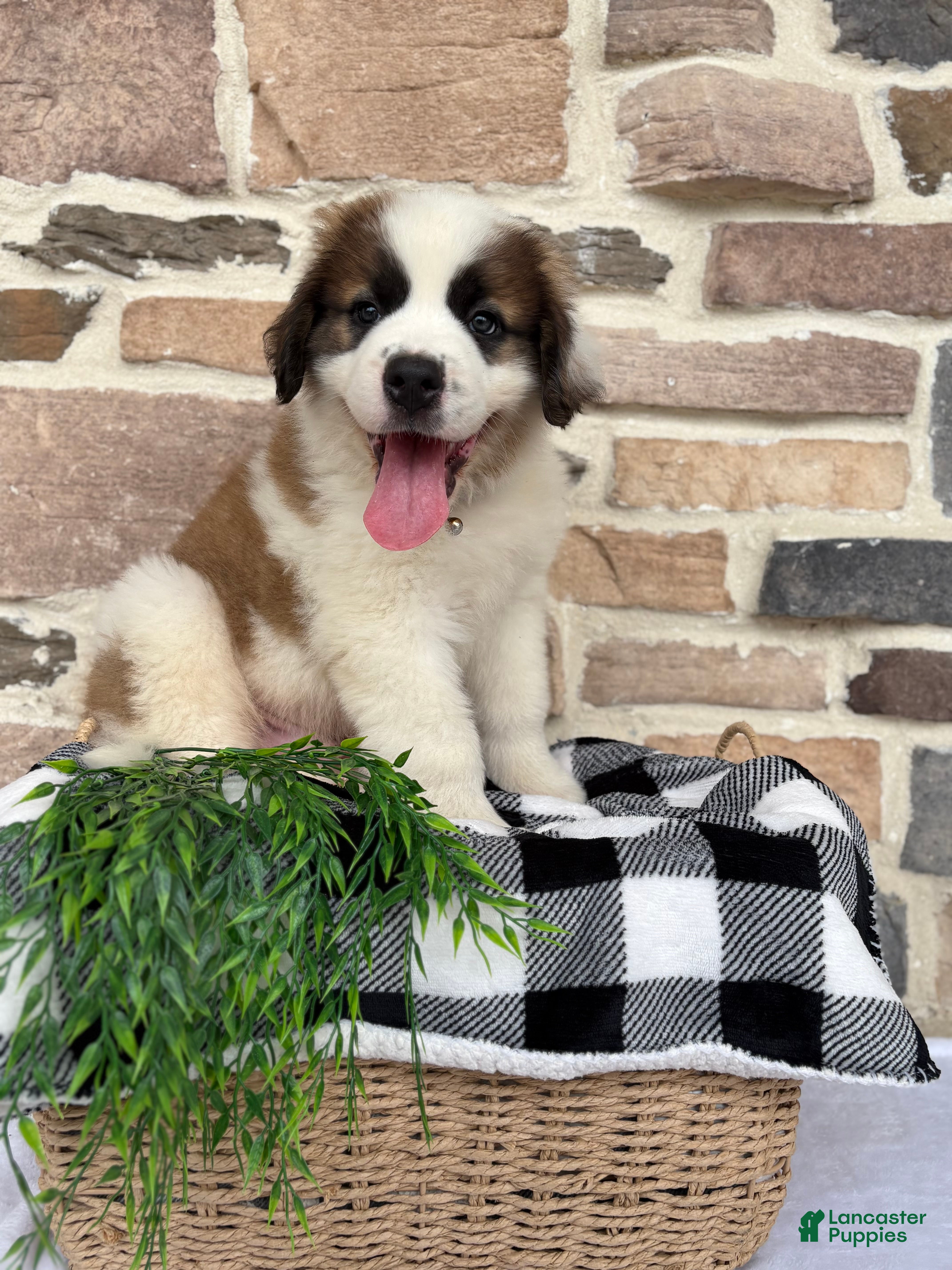 Saint Bernard dogs Durmax - Ad 1