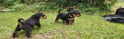 Airedale Terrier dogs for sale: Enchanted Airedales - Orange Boy - Ad 13