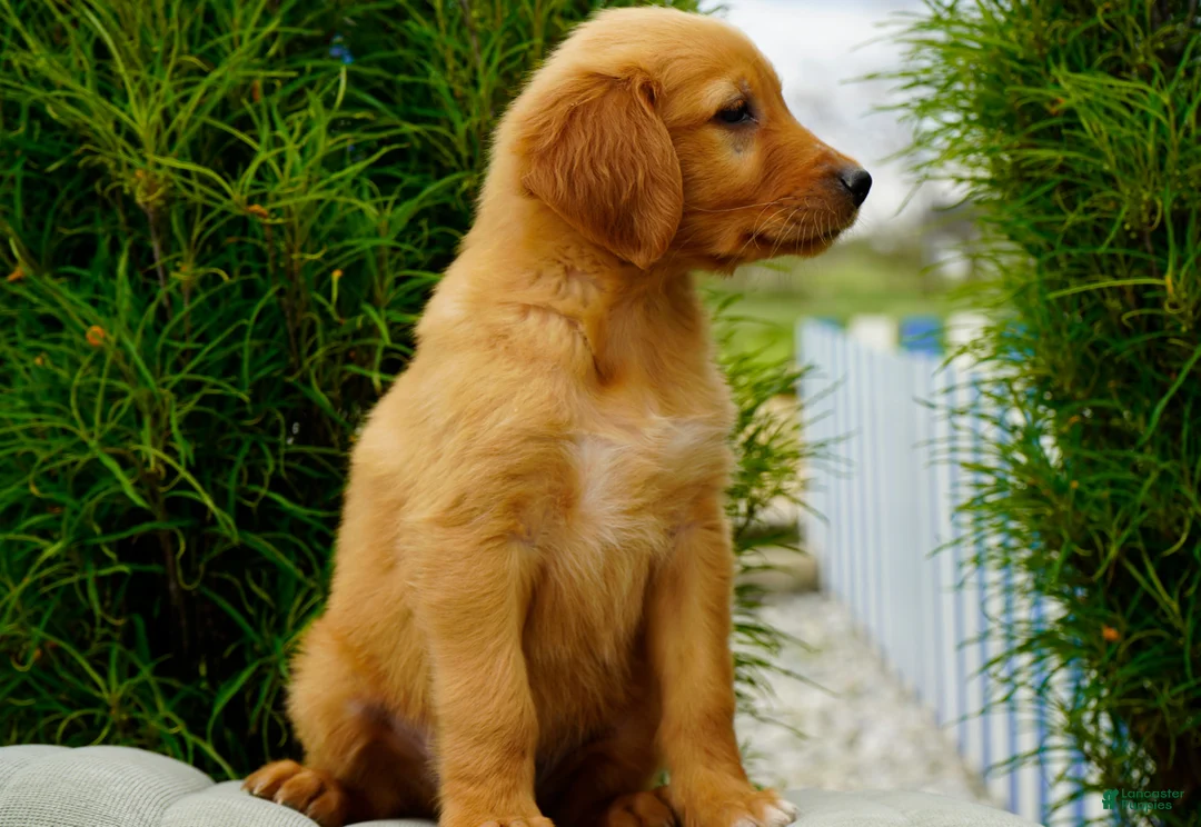 Golden Retriever dogs for sale: Somba Male - Ad 2