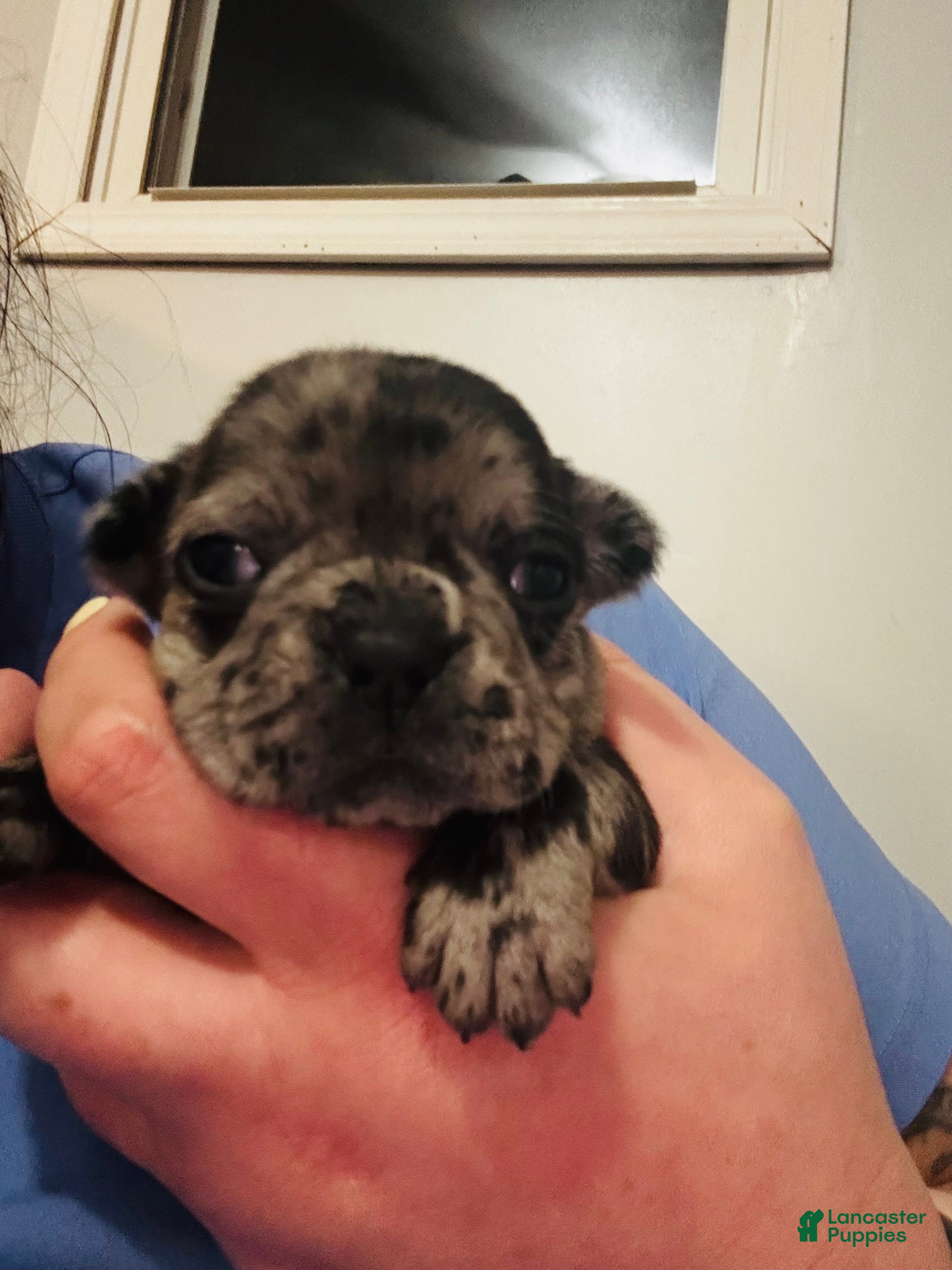 Mixed Breed dogs Bluey - Ad 14