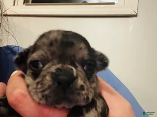 Mixed Breed dogs Bluey - Ad 14