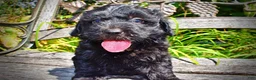 Havapoo dogs for sale: Isabella - Ad 7
