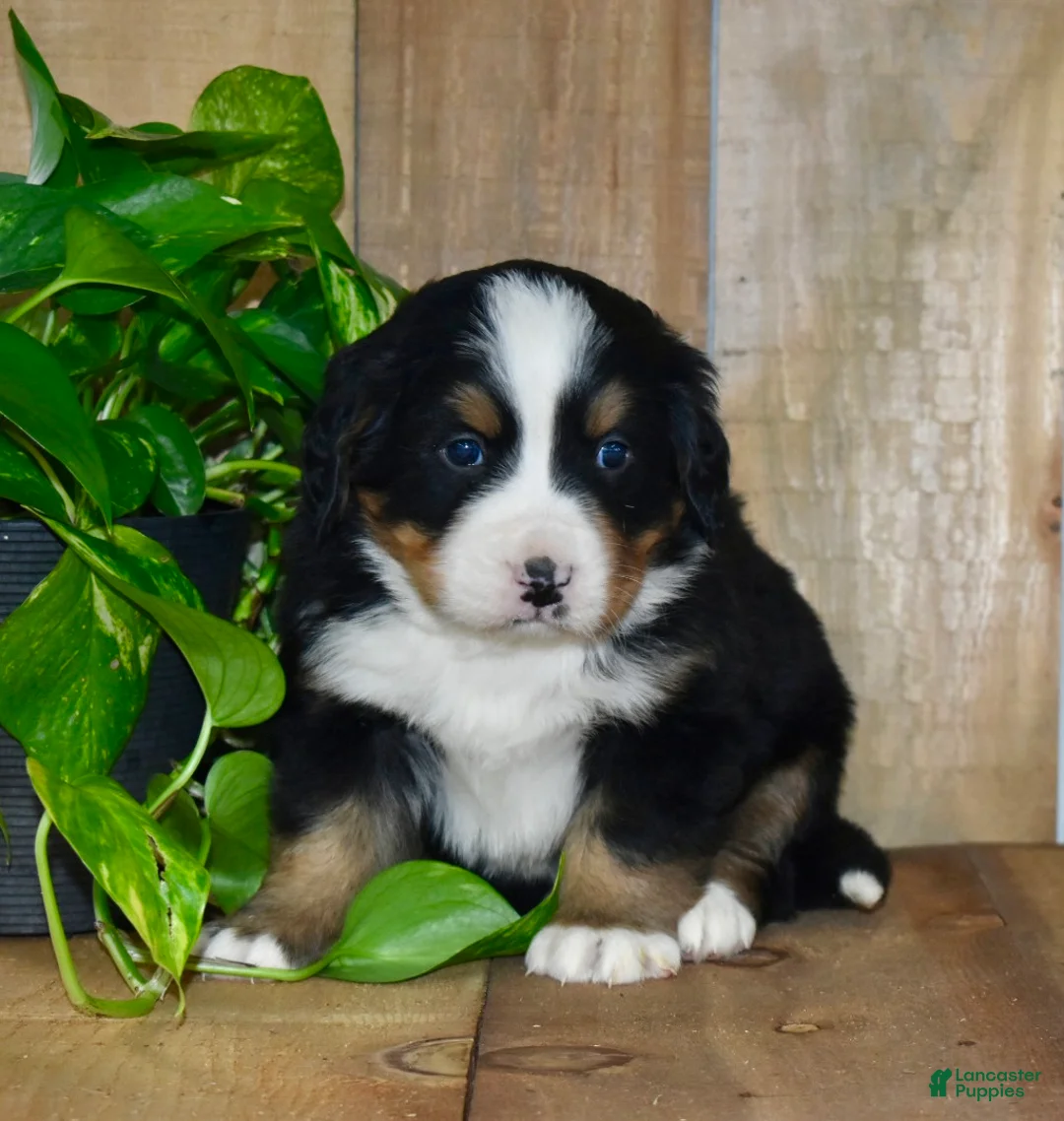Bernese Mountain Dog dogs for sale: Max - Ad 2
