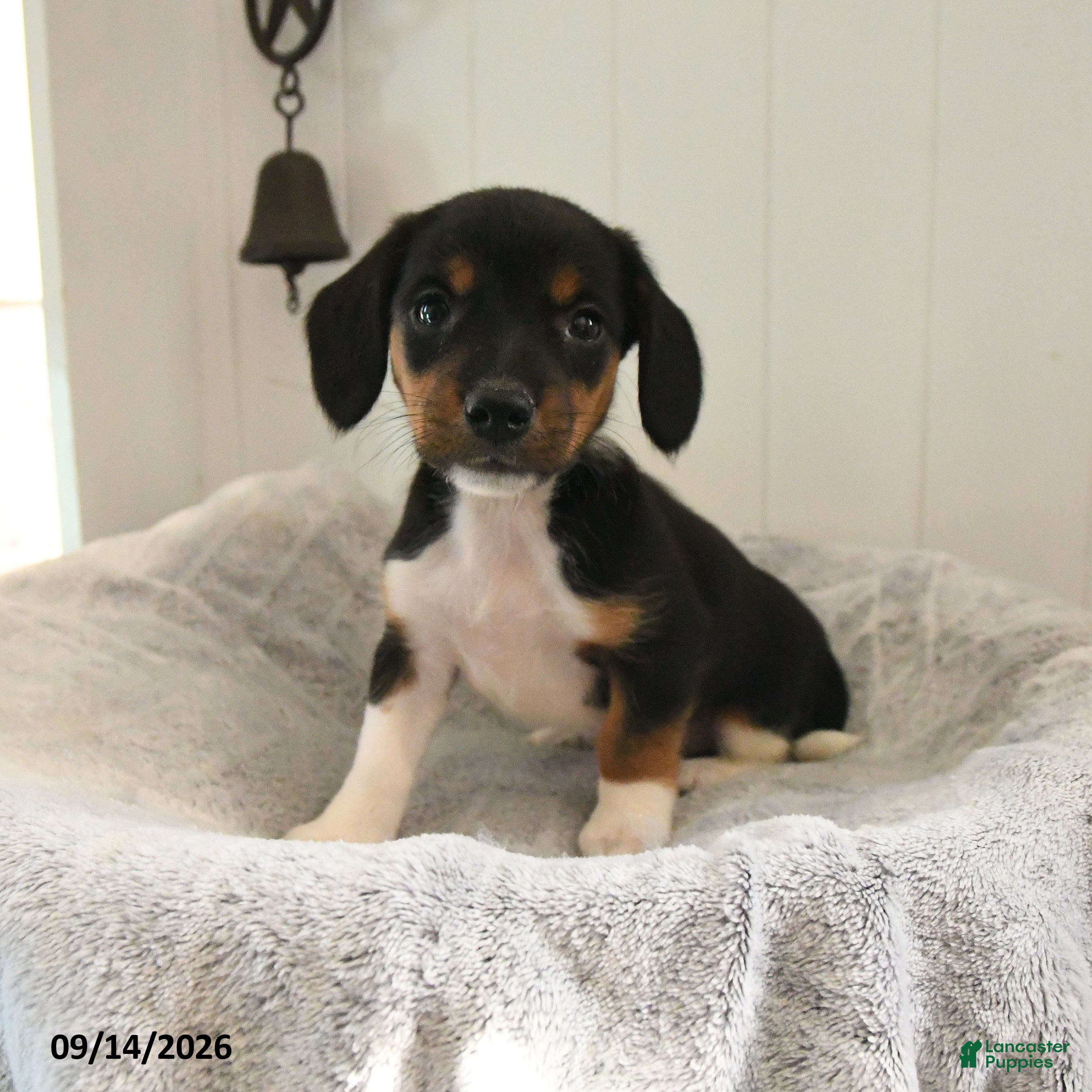 Mixed Breed dogs Lily - Ad 2