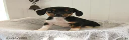 Mixed Breed dogs for sale: Lily - Ad 2