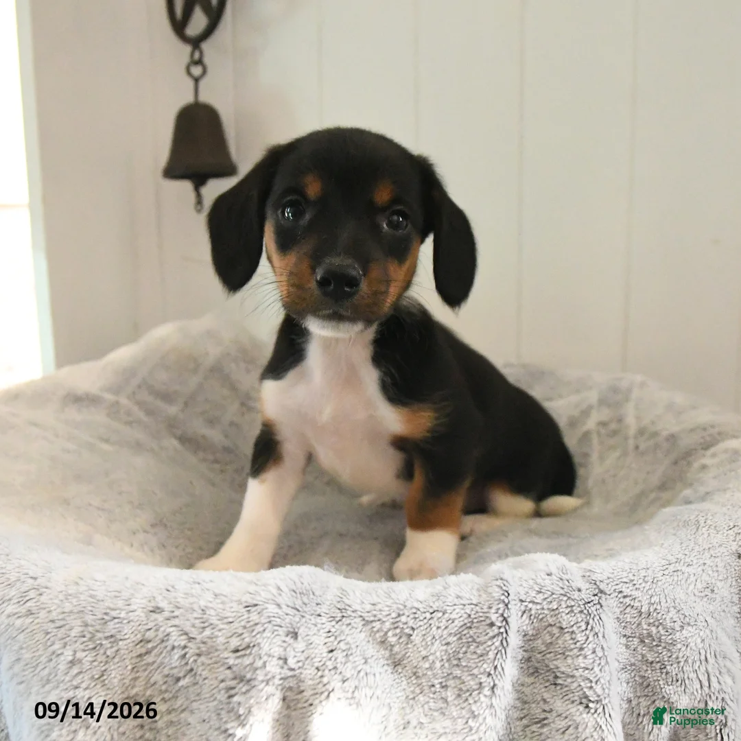 Mixed Breed dogs for sale: Lily - Ad 2