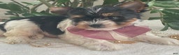 Biewer Terrier dogs for sale: Talia - Ad 3