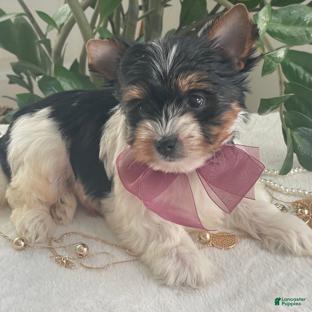 Biewer Terrier dogs for sale: Talia - Ad 3