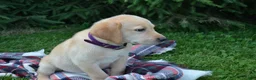 Labrador Retriever dogs for sale: Ellie - Ad 4