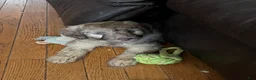 Aussiedoodle dogs for sale: Aussiedoodle 4 - Ad 7