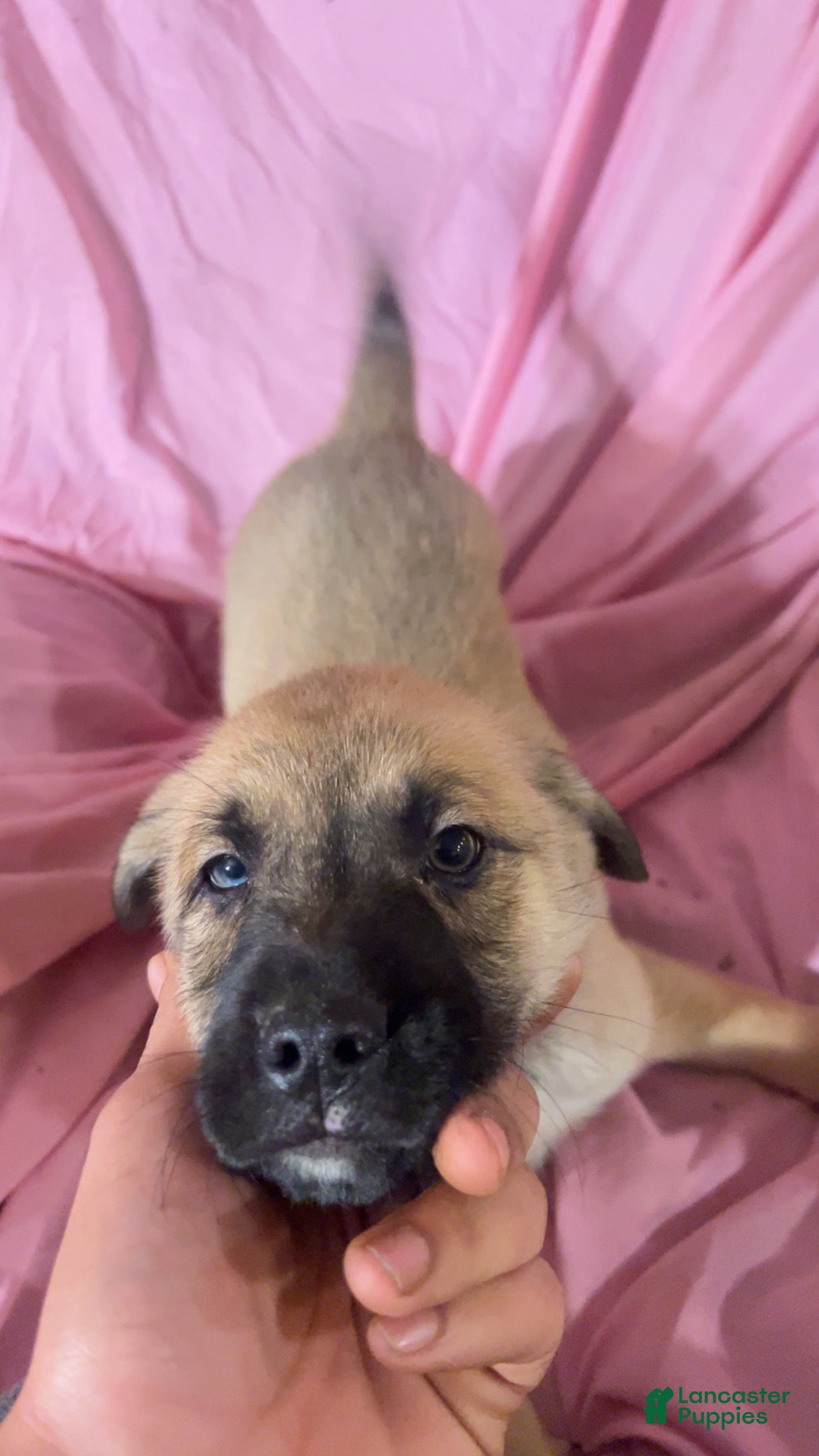 Mixed Breed dogs Boy 1 - Ad 6