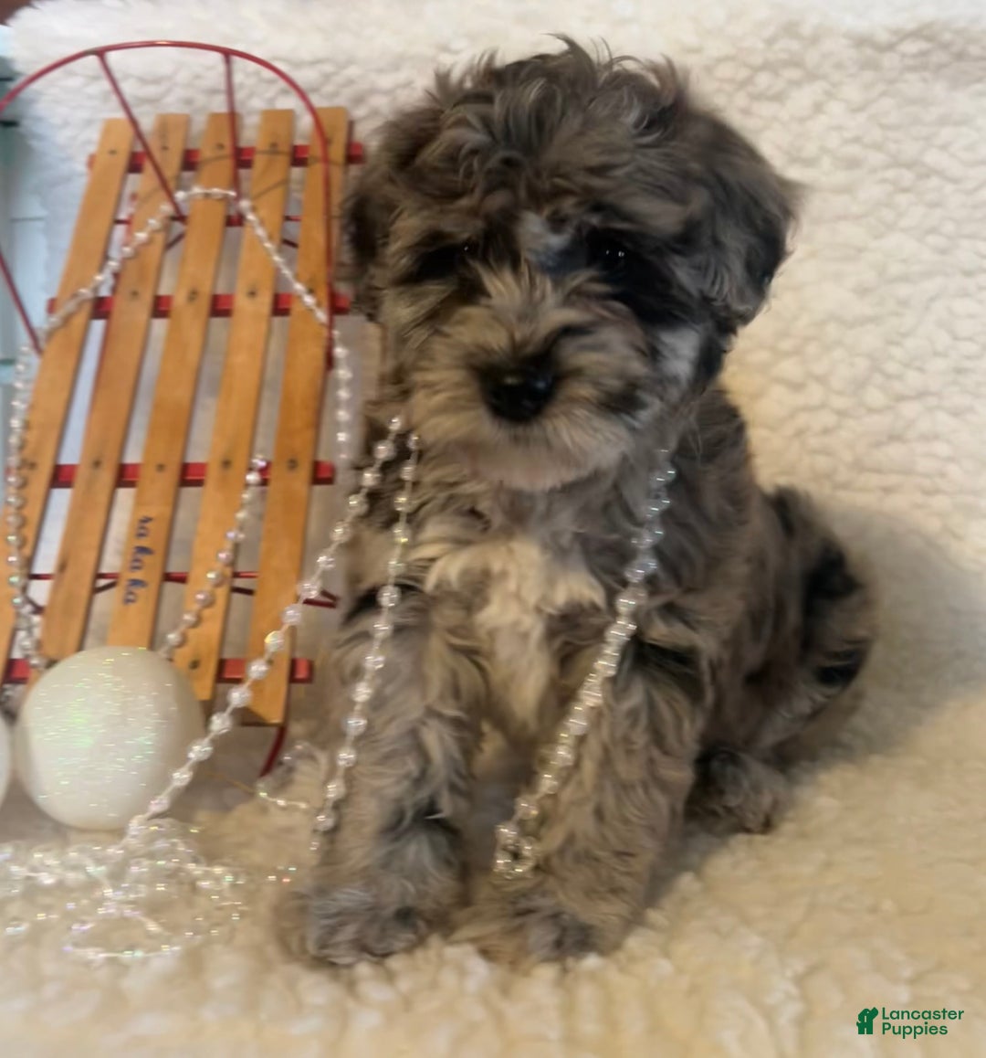 Whoodle dogs for sale: Minnie - Ad 1