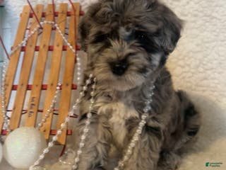 Whoodle dogs Minnie - Ad 16