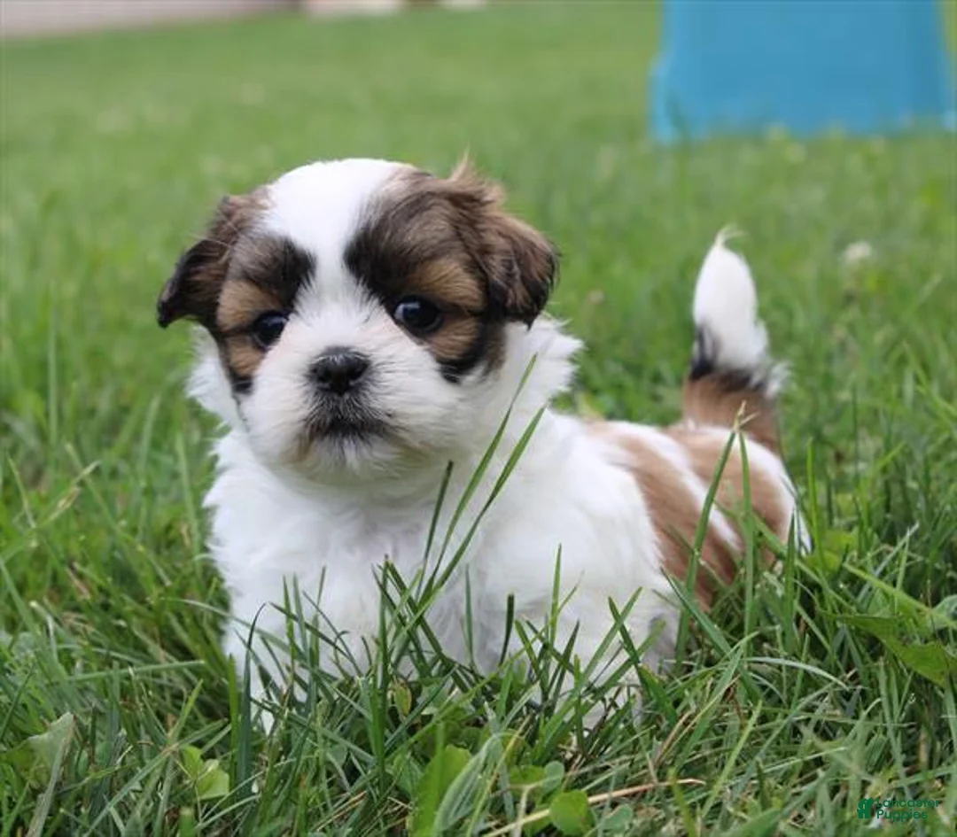 Shih Tzu dogs for sale: Vice - Ad 1