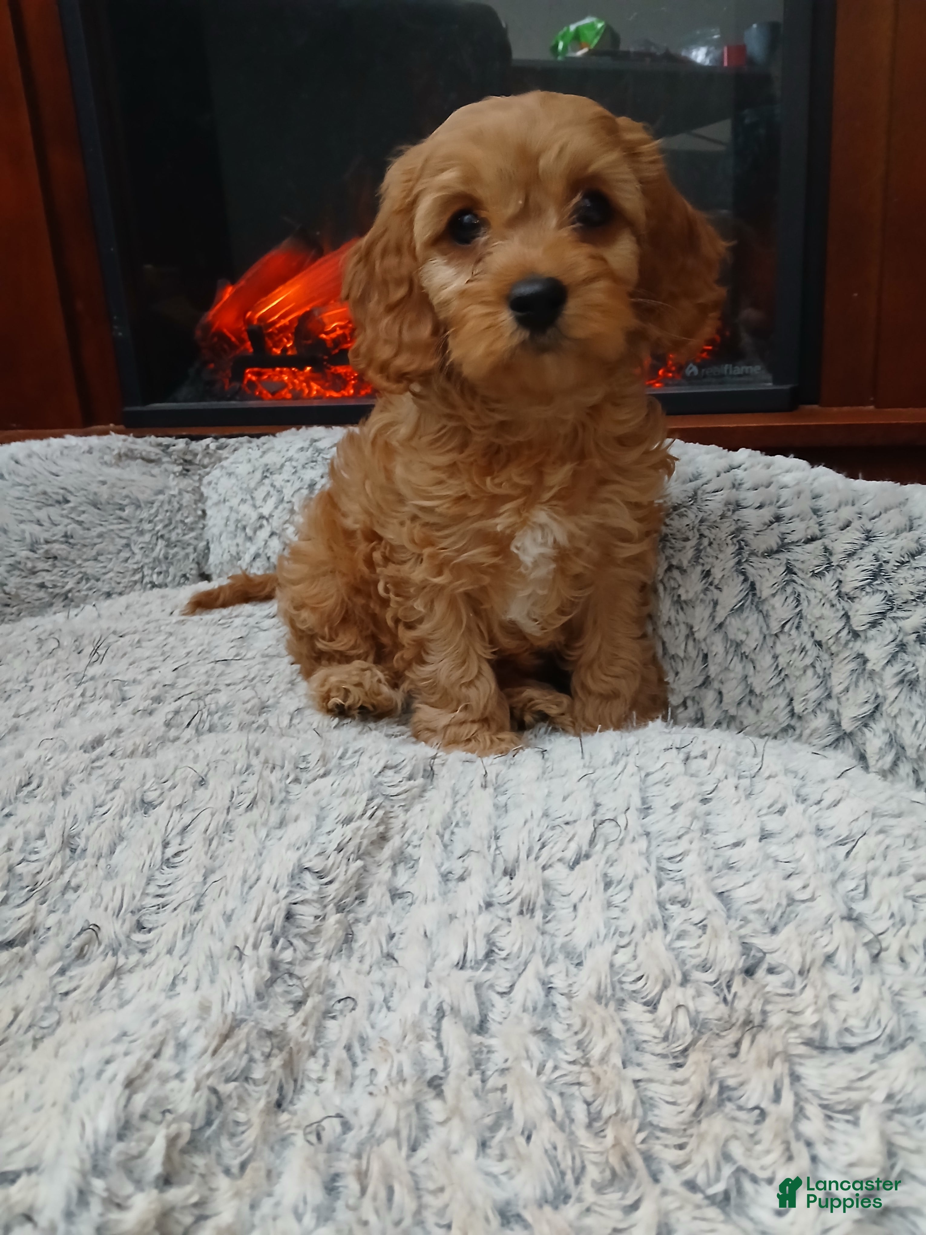 Cavapoo dogs Cathy - Ad 2