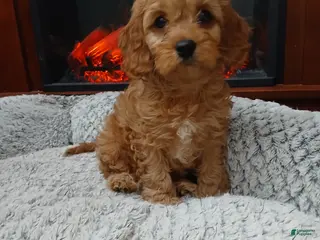 Cavapoo dogs Cathy - Ad 2