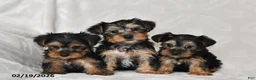 Yorkshire Terrier dogs for sale: Bailey - Ad 5