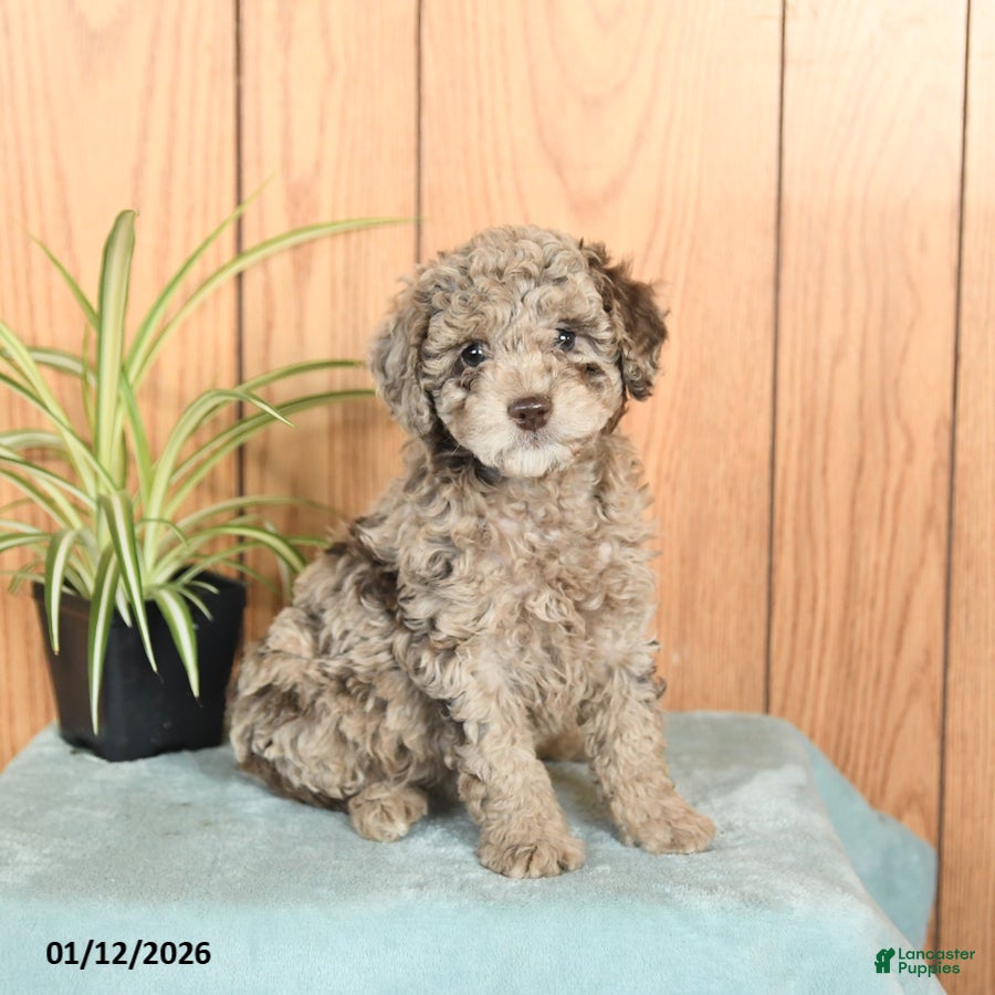 Miniature Poodle dogs Sophie - Ad 28
