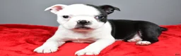 Boston Terrier dogs for sale: Jabel - Ad 10