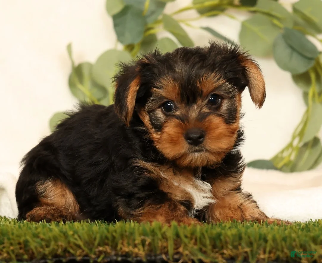 Yorkshire Terrier dogs for sale: Baxter - Ad 2