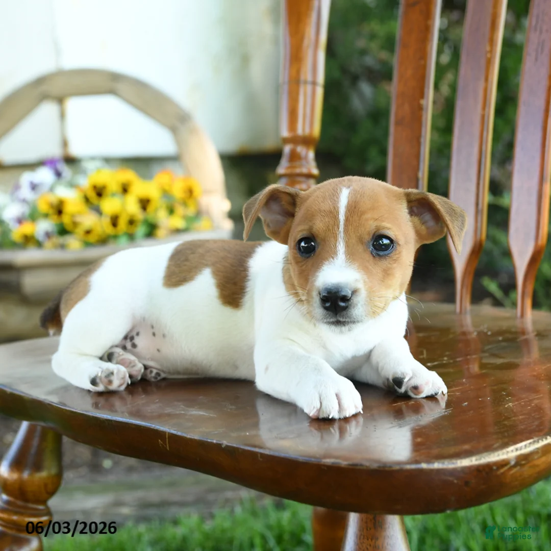 Mixed Breed dogs for sale: Justin - Ad 1