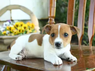 Mixed Breed dogs for sale: Justin - Ad 2