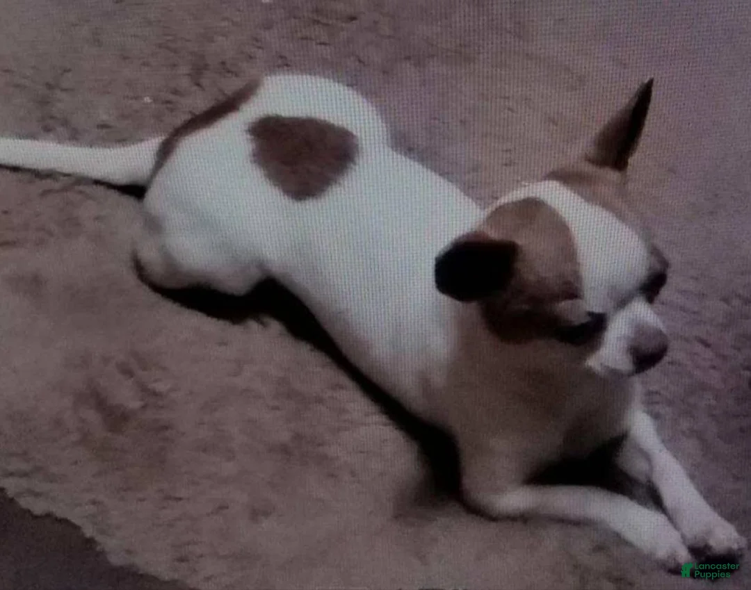 Chihuahua dogs for sale: Snow White Full AKC SC - Ad 8