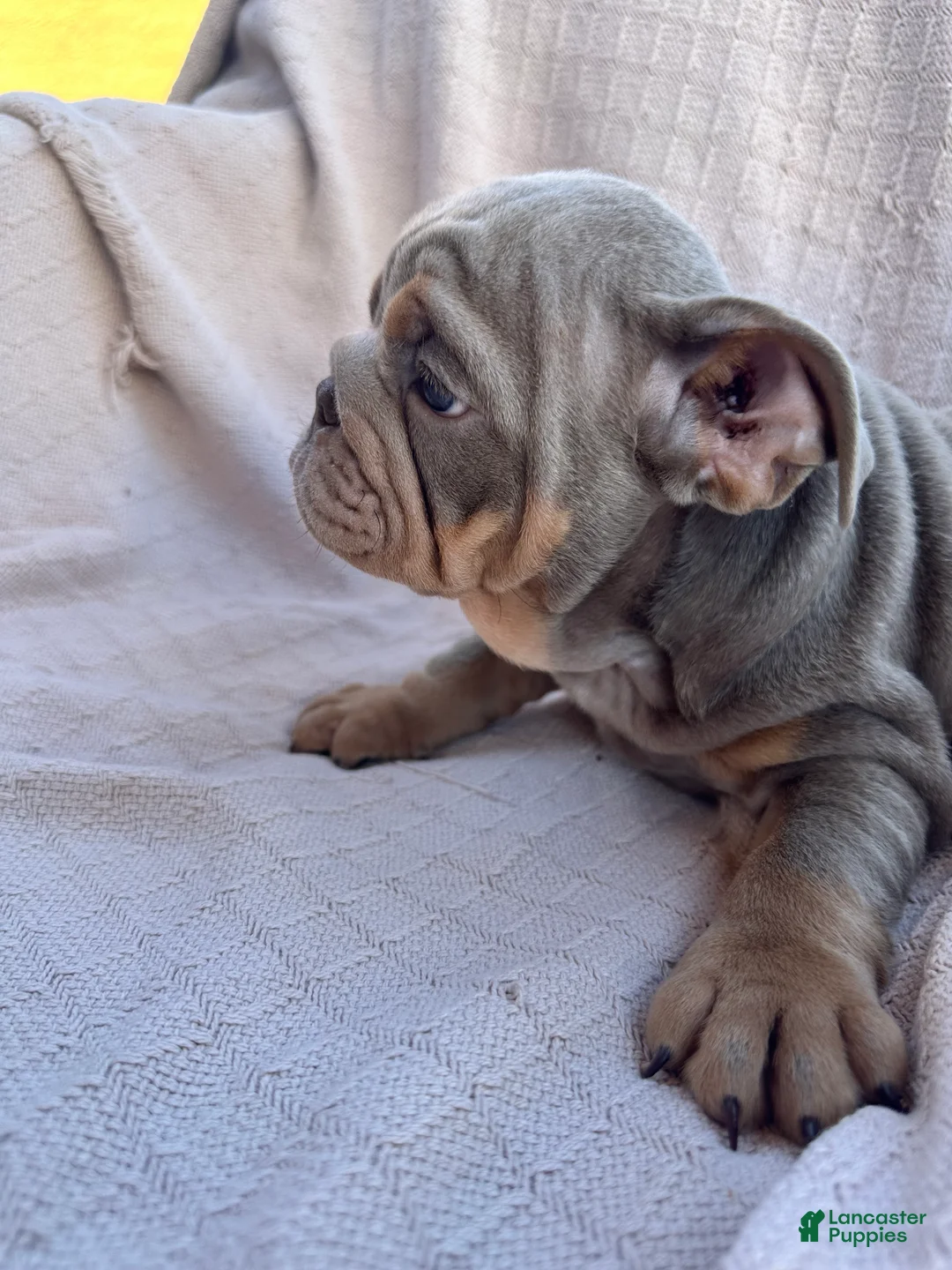 English Bulldog dogs for sale: English Bulldog 2 - Ad 2