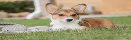 Welsh Corgi Pembroke dogs for sale: Olivia - Ad 8