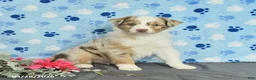 Miniature Australian Shepherd dogs for sale: Fletcher - Ad 1
