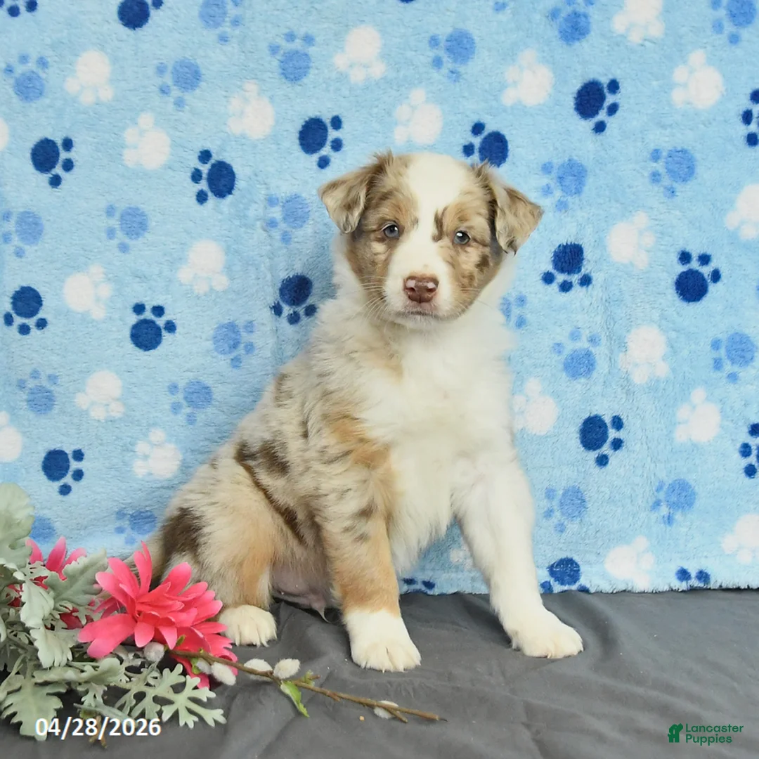 Miniature Australian Shepherd dogs for sale: Fletcher - Ad 1