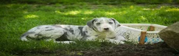 Great Dane dogs for sale: Skye - Ad 5