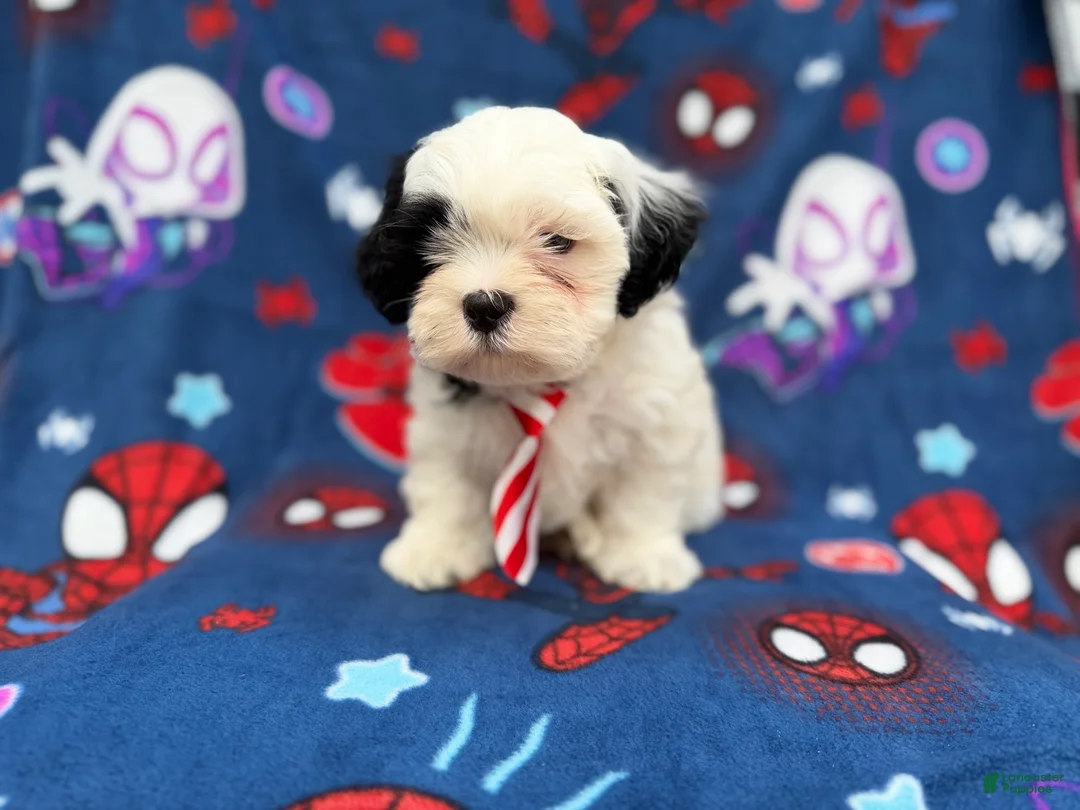 Shih Tzu dogs for sale: Sullivan  - Ad 9
