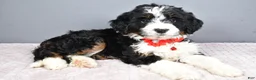Mini Bernedoodle dogs for sale: Bubba - Ad 11