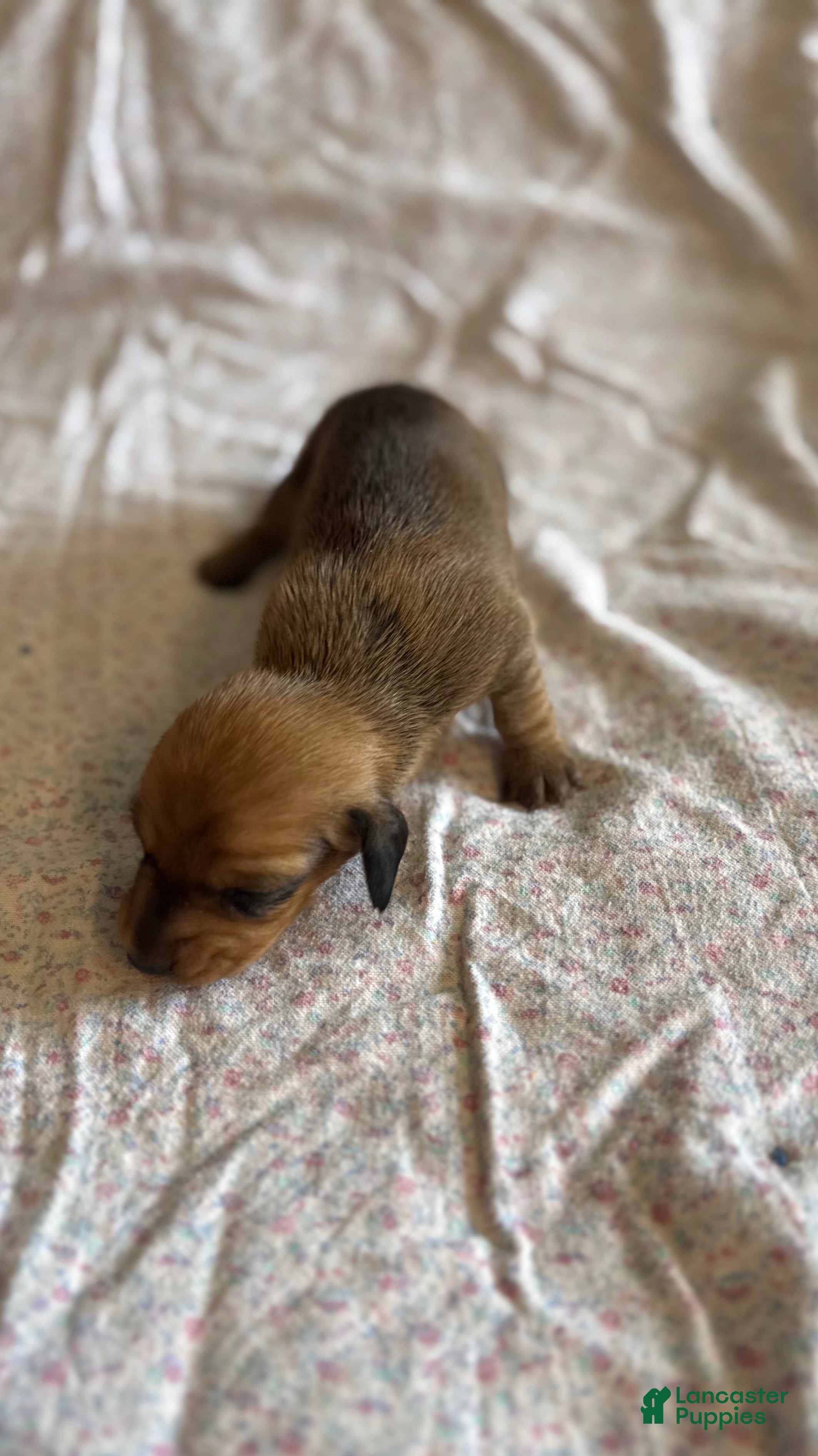 Miniature Dachshund dogs Bayleigh - Ad 13